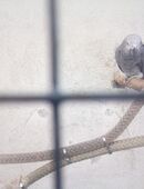 Handaufgezogener Graupapagei in 04928