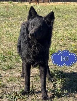 Tego ein Prachtexemplar mit Vergangenhei - Flörsheim-Dalsheim