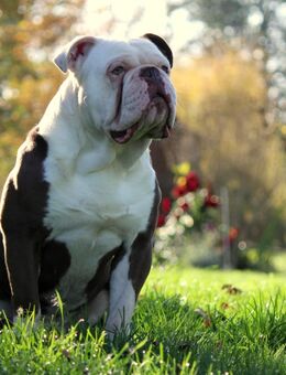 Old english bulldog Deckrüde - Rochlitz Zentrum