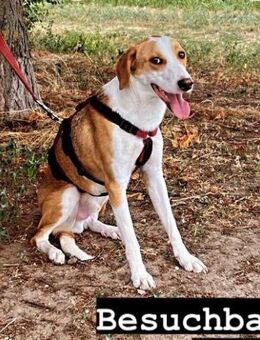 LORENZO - sucht ein Zuhause...... - Kempen