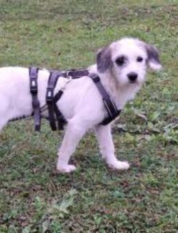 Bonnie möchte mit dir auf Streifzug gehn - München