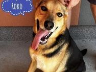 Roko ein Traumhund - Mannheim