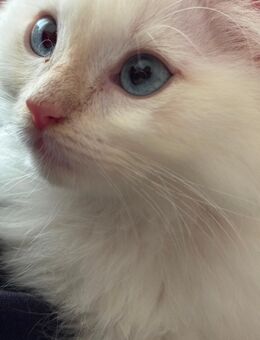 Bkh kitten weiß (junge) - Berlin Tempelhof-Schöneberg