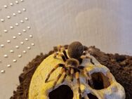 Vogelspinne mit Terrarium (Brachypelma hamorri) - Karlsruhe