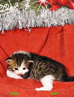 Sibirische Katzenkinder ab Anfang Februar abzugeben - Marne Zentrum