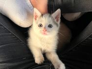 Katze Kitten kleiner Kater in liebevolle Hände abzugeben - Wolkenstein