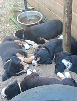 Entlebucher Sennenhund Welpen mit Ahnentafel - Schneverdingen
