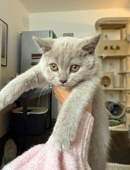 Kartäuser BKH kitten - Abgabebereit - Hamburg