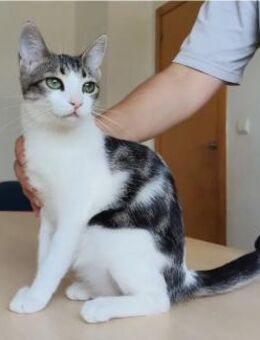 Potosi - süß, anhänglich & verschmust - Wilhelmsfeld