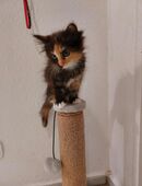 Ein kleines zierliches katzenmädchen sucht in 24601