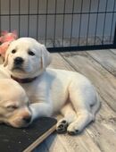 Labrador Retriever Welpen suchen ein liebevolles Zuhause in 63589