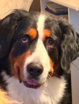 Tierfotografie - Leipzig Alt-West