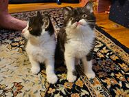 Zwei Babys Katze - Weiler (Bingen)