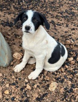 Ramona sucht ihr zu Hause - Krefeld