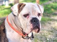 GIPSY - Traumhündin auf der Suche...... - Kempen