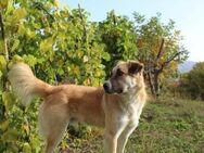 Schoßhund im XL-Format Lukas - Rostock