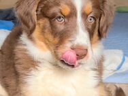 Australian Shepherd braun/ redtri/Minimix reinrassig +Gesundheitszeugnis/Gen -Test - Crivitz