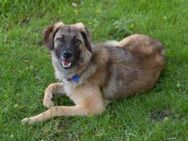 Polly sucht liebe Menschen - Friedberg