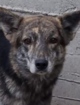 Nala ❤ sehnt sich nach einem Zuhause - Hamburg