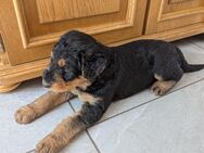 wunderschöne Airedale Terrier Welpen in liebevolle Hände abzugeben - Kirchberg (Sachsen)