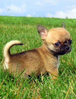 1 Typvolle kleine Chihuahua Welpen Rüde Hündin LH/KH Sonderfarben Sable Lilac Schoko dark schoko - Biebergemünd