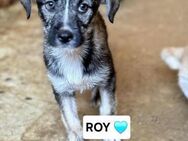 🩵Roy 🩵 - Markkleeberg
