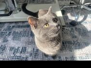 Britisch kurzhaar Kater - Winsen (Luhe)
