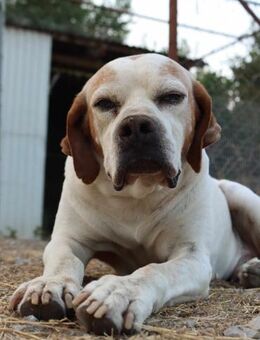 Andy sucht seine liebevolle Familie - Oberhausen