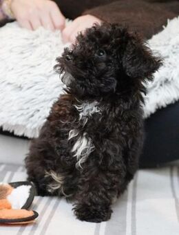 Pepe - Zuhause gesucht - Deidesheim