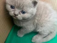 BKH Kitten zu verkaufen - Kamen
