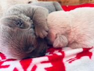 Süße Labradorwelpen suchen ein Heim für immer - Nordhausen