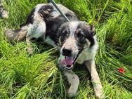 Loki ist startklar für ein neues Leben - Overath