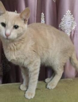Roter Kater Rem - Augsburg