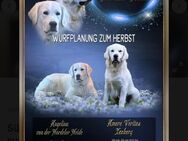 Golden Retriever Welpe - Abgabe Ende Januar - Bochum Hordel