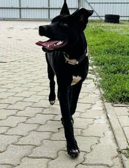 Zara von kettenlos - Bollingstedt