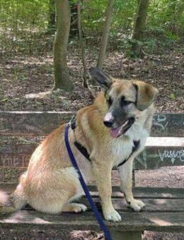 Bruno, der Trickkünstler - Kierspe