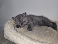 BKH katze(männlich) - Gelsenkirchen