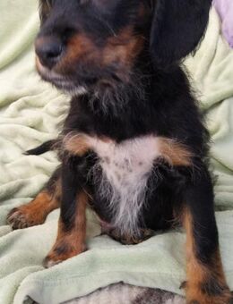 Süßer Peanut möchte eine Familie - Berlin