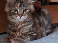 Maine Coon Kitten weiblich - Höchenschwand