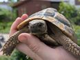männliche Griechische Landschildkröte (Testudo hermanni boettgeri, thb) aus 2014 abzugeben in 86343