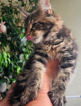Maine Coon Babys Kitten Kätzchen - München