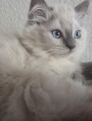 Ragdoll, Blue Point? 13W. Weibl. in 48612