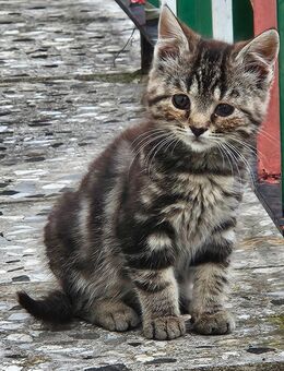 Süße Babykatzen suchen liebevolles Zuhause - Gunzenhausen