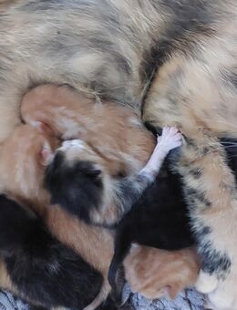 Kitten in liebevolle Hände abzugeben - Käbschütztal