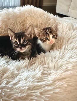 Bengal/BKH Kitten Mix Katze - Rastatt
