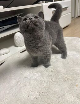 2 süße graue Britisch-Kurzhaar-Kitten - Viersen