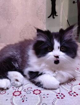 Verschmusst es Perser Katerchen - Gerach (Bayern)