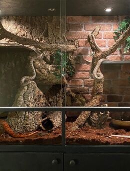 4 Kornnattern inkl. Terrarium und Zubehör - Hamburg