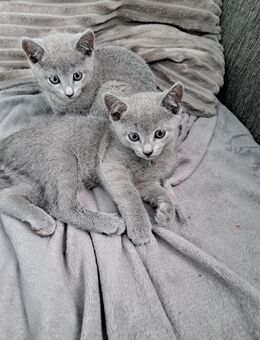 Russische Blau Kitten - Bremen