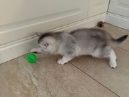 BKH Silver | Kitten | 3 Monate alt | Katzenmutter mit Stammbaum - Osnabrück